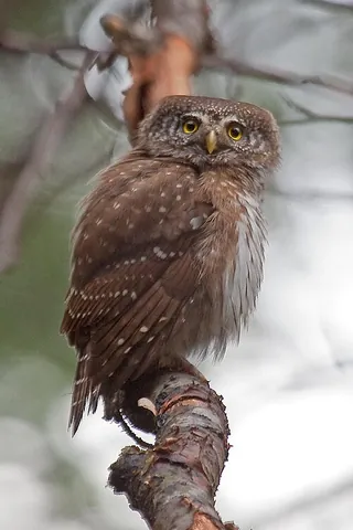eurasian pygmy owl: glaucidium passerinum, the smallest Eurasian owl