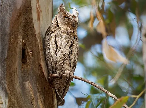 eurasian scops owl: any member of the species Otus scops of small owls