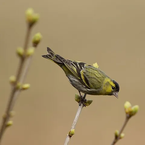 eurasian siskin: a bird of the species Spinus spinus, common throughout Eurasia