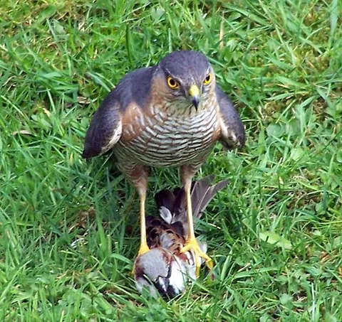 eurasian sparrowhawk: a bird of the species Accipiter nisus, breeding and resident in temperate and subarctic Eurasia and...
