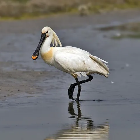 eurasian spoonbill: platalea leucorodia, a wading bird of the ibis and spoonbill family Threskiornithidae