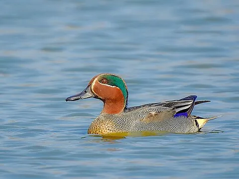 eurasian teal: anas crecca, a common and widespread duck which breeds in temperate Palearctic and migrates south...