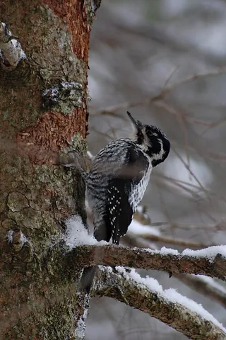 eurasian three-toed woodpecker: any member of the species Picoides tridactylus of medium-sized woodpeckers