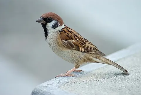 eurasian tree sparrow: passer montanus, a small passerine bird in the family Passeridae