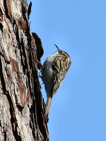 eurasian treecreeper: certhia familiaris, a species of bird in the family Certhiidae