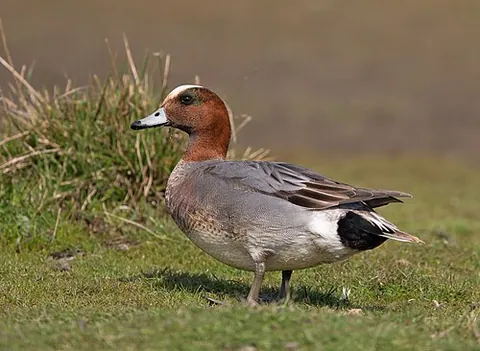 eurasian wigeon: mareca penelope, a species of dabbling duck