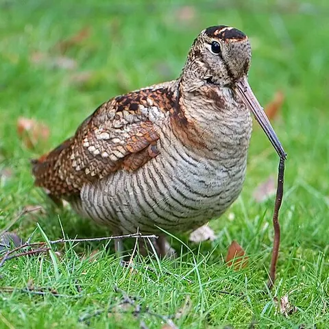 eurasian woodcock: a medium-small wading bird (Scolopax rusticola), of woodlands in temperate and subarctic Eurasia
