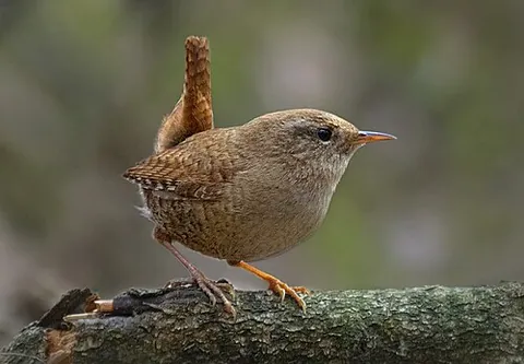 eurasian wren: troglodytes troglodytes
