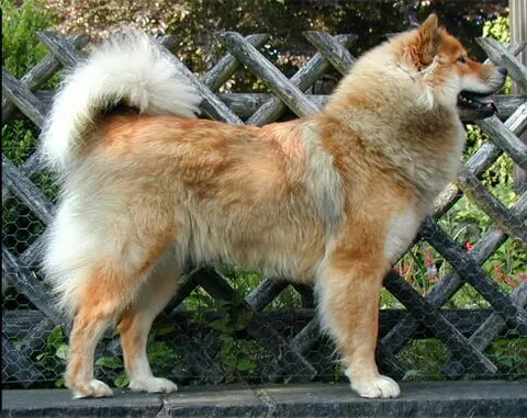 eurasier: a breed of dog of the spitz type that originated in Germany
