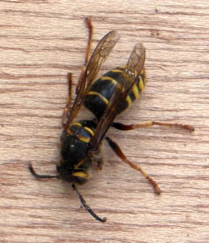 euro wasp: a median wasp (Dolichovespula media), an aggressive European wasp, which spread from the continent...