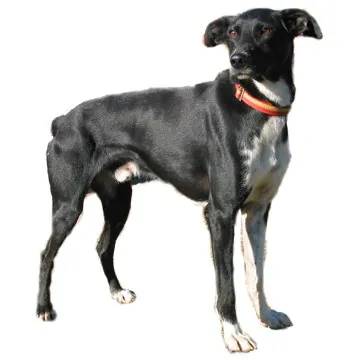 eurohound: a type of dog bred for sled dog racing, a cross of the Alaskan husky and any of a number of...