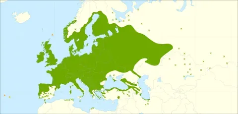 european alder: black alder (Alnus glutinosa)