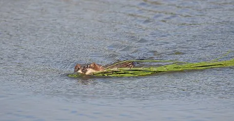 european beaver: a species of beaver, Castor fiber, native to Eurasia
