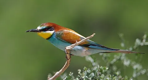 european bee-eater: merops apiaster, a Mediterranean species of bee-eater