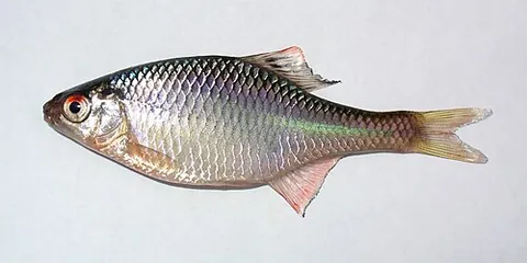 european bitterling: a fish of species Rhodeus amarus, originating in Europe, ranging from the Rhone River basin in...