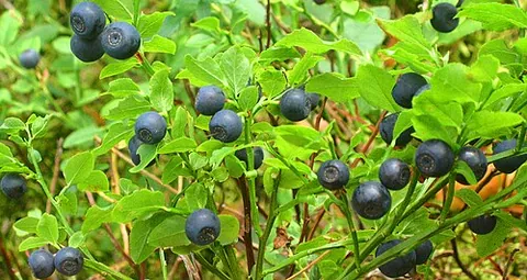 european blueberry: a bush of several species of Vaccinium, especially of Vaccinium myrtilus, bearing berries that...