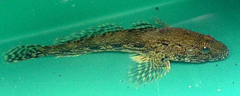 european bullhead: a European species in the Cottidae family, Cottus gobio