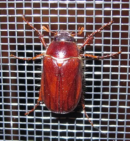 european chafer: a beetle, Amphimallon majale, native to continental Europe, now an invasive species in North America