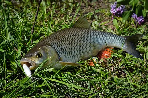 european chub: squalius cephalus