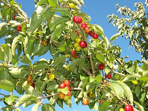 european cornel: a dogwood tree of the species Cornus mas, native from France to Azerbaijan
