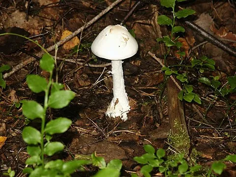 european destroying angel: a deadly mushroom, Amanita virosa