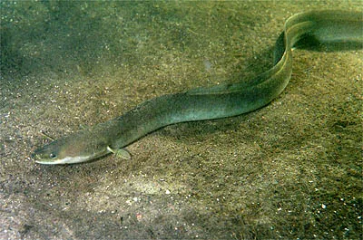 european eel: a snake-like fish, reaching between 60 cm and 1.5 m in length, Anguilla anguilla
