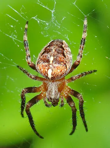 european garden spider: a common arachnid (Araneus diadematus)