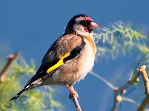 european goldfinch: a bird of the species Carduelis carduelis, native to Europe, North Africa and western Asia