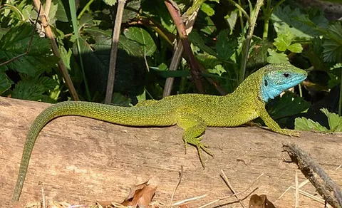 european green lizard: a large lizard distributed across European midlatitudes, Lacerta viridis