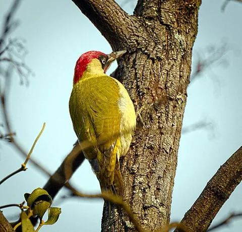 european green woodpecker: a large, green woodpecker resident in much of Europe, Picus viridis