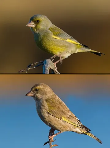 european greenfinch: chloris chloris, a small passerine bird in the finch family Fringillidae