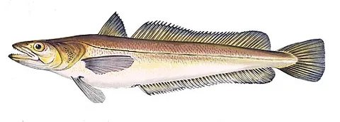 european hake: a species of sea fish, Merluccius merluccius