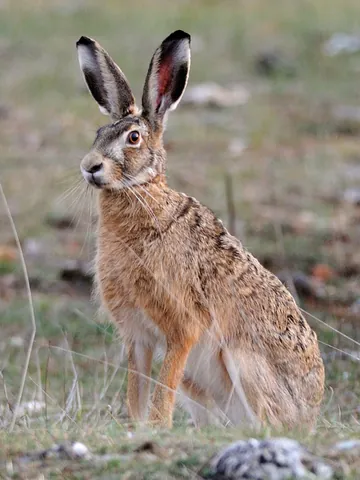 european hare: a Eurasian hare species (Lepus europaeus or Lepus capensis)