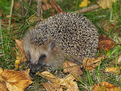 european hedgehog: erinaceus europaeus, the hedgehog that inhabits much of Western and Central Europe