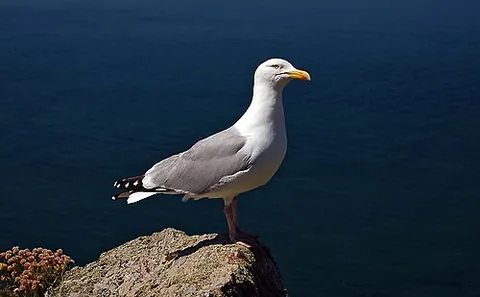 european herring gull: a common, large seagull, Larus argentatus, having a white and gray body and a yellow bill with a...