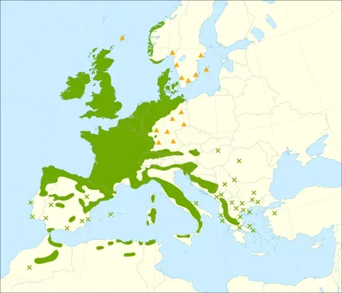 european holly: ilex aquifolium, a species of holly known for its use during Christmastime