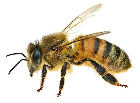 european honey bee: the species Apis mellifera