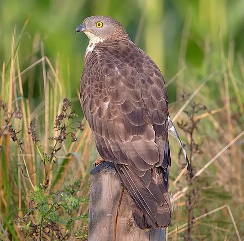 european honey buzzard: pernis apivorus, is a bird of prey in the family Accipitridae