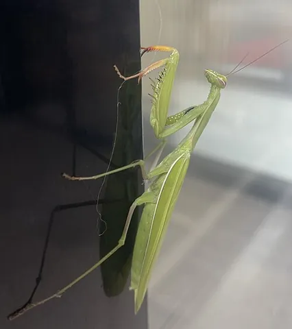 european mantis: any of the species Mantis religiosa of mantids