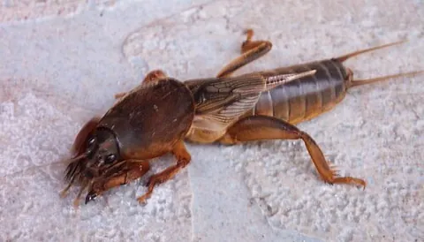 european mole cricket: a mole cricket of Europe (Gryllotalpa gryllotalpa)