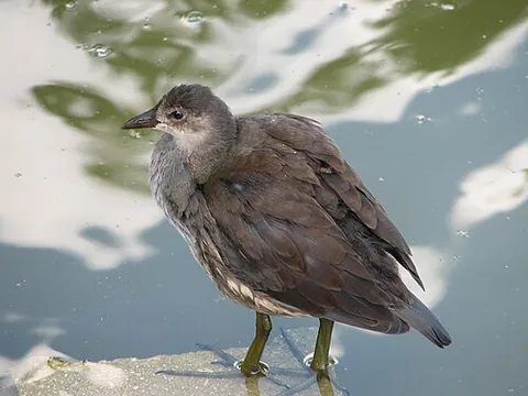 european moorhen: a member of the species Gallinula chloropus