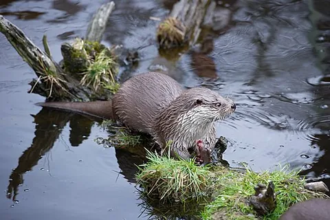 european otter: an otter species, Lutra lutra