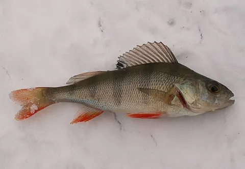 european perch: a freshwater fish of species Perca fluviatilis in the family Percidae, native to northern Eurasia