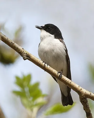 european pied flycatcher: ficedula hypoleuca, an Old World flycatcher breeding in Europe and overwintering in Africa