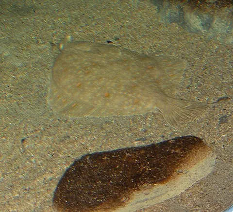 european plaice: a commercially important flatfish of the species Pleuronectes platessa, native to European waters