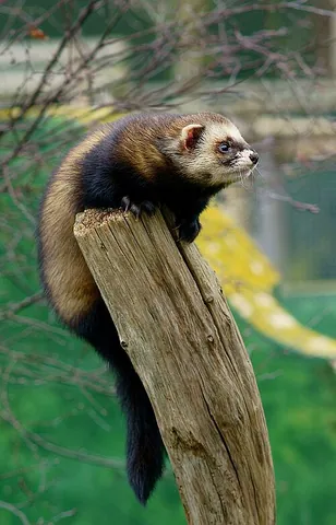 european polecat: mustela putorius, related to mink and weasels, native to Europe and parts of Asia, and from which...