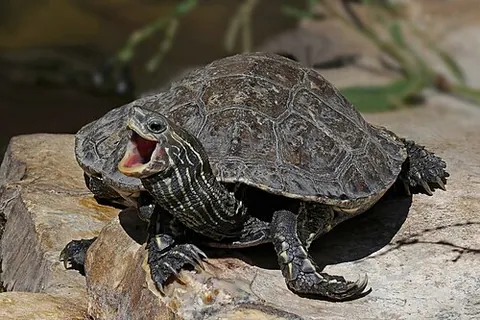 european pond turtle: a species of terrapin, Emys orbicularis