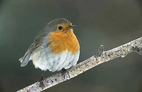 european robin: a small passerine Old World bird; Erithacus rubecula