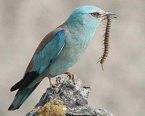 european roller: coracias garrulus, a European species of roller