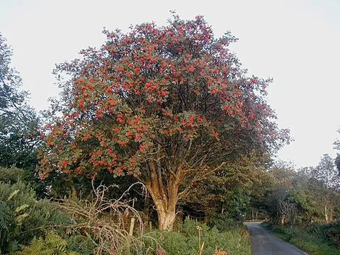 european rowan: the tree Sorbus aucuparia, commonly called rowan